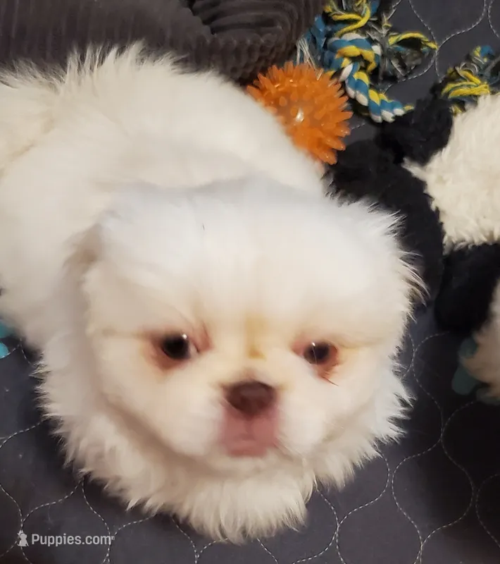 Winter – Pekingese puppy for sale in Chattanooga, TN
