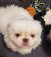 Winter, a male Pekingese for sale in Chattanooga, TN – 1 of 8