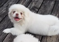 Winter, a male Pekingese for sale in Chattanooga, TN – 10 of 10