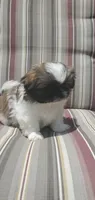 Leon, a male Pekingese for sale in Chattanooga, TN – 6 of 10