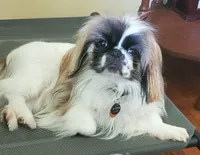 Leonard, a male Pekingese for sale in Chattanooga, TN – 8 of 8
