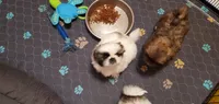 Bandito, a male Pekingese for sale in Chattanooga, TN – 2 of 8