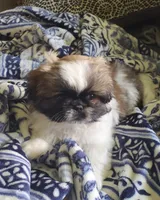 Leon, a male Pekingese for sale in Chattanooga, TN – 8 of 10