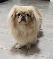 Tiny Tim, a male Pekingese for sale in Chattanooga, TN – Photo 5 of 5