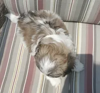Leon, a male Pekingese for sale in Chattanooga, TN – 7 of 10