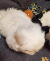 Winter, a male Pekingese for sale in Chattanooga, TN – 2 of 8