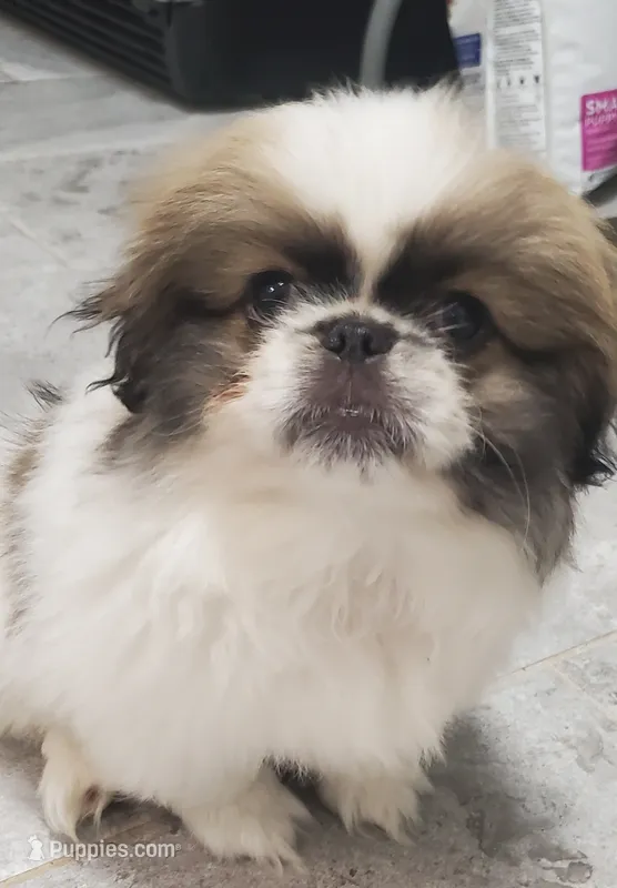 Bandit  – Pekingese puppy for sale in Chattanooga, TN