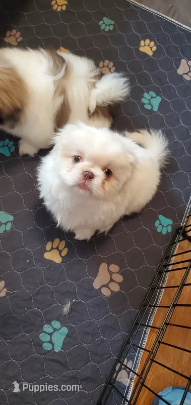 Winter – Pekingese puppy for sale in Chattanooga, TN