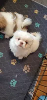 Winter, a male Pekingese for sale in Chattanooga, TN – 5 of 10