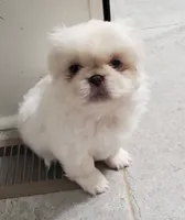 Winter, a male Pekingese for sale in Chattanooga, TN – 6 of 8
