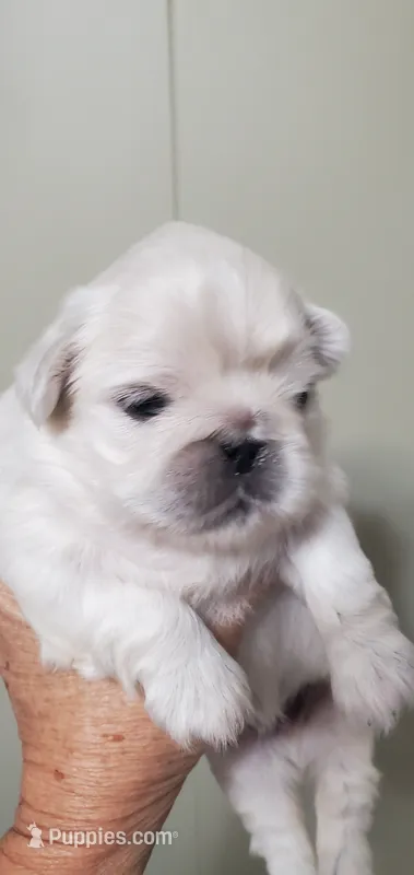 Leonard – Pekingese puppy for sale in Chattanooga, TN