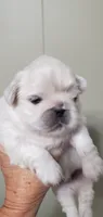 Leonard, a male Pekingese for sale in Chattanooga, TN – 1 of 4