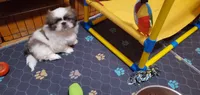 Bandit , a male Pekingese for sale in Chattanooga, TN – 7 of 9