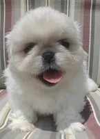 Leonard, a male Pekingese for sale in Chattanooga, TN – 6 of 8
