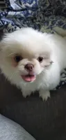 Winter, a male Pekingese for sale in Chattanooga, TN – 2 of 10