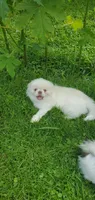 Winter, a male Pekingese for sale in Chattanooga, TN – 4 of 10