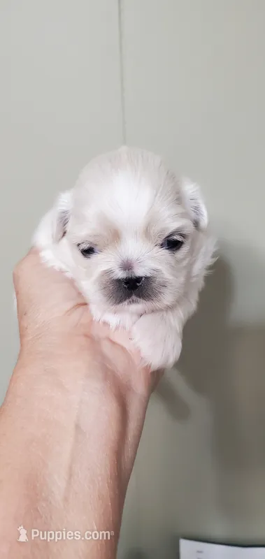 Leo – Pekingese puppy for sale in Chattanooga, TN