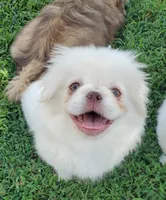 Winter, a male Pekingese for sale in Chattanooga, TN – 9 of 10
