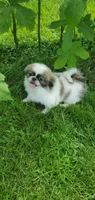 Bandit , a male Pekingese for sale in Chattanooga, TN – 2 of 10