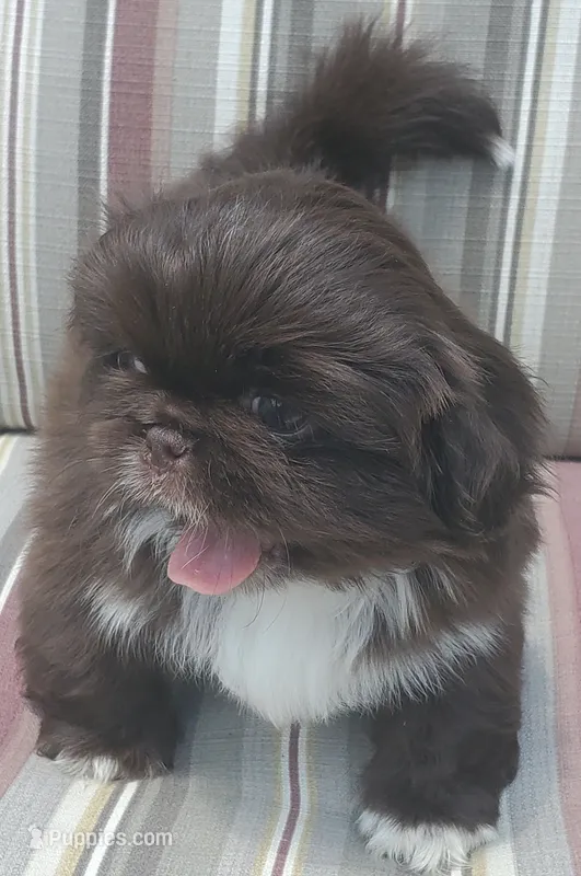 Lionel – Pekingese puppy for sale in Chattanooga, TN