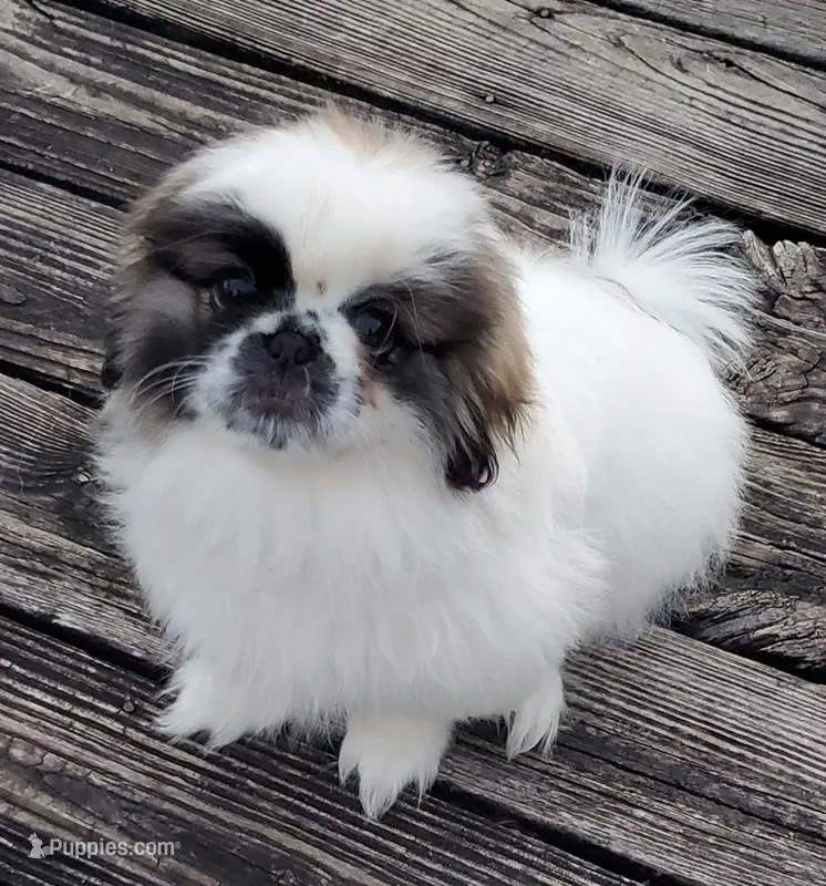 Bandito – Pekingese puppy for sale in Chattanooga, TN