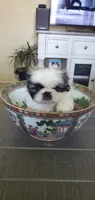 Bandito, a male Pekingese for sale in Chattanooga, TN – 5 of 8
