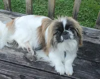 Bandito, a male Pekingese for sale in Chattanooga, TN – 8 of 8