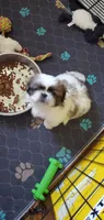 Bandit , a male Pekingese for sale in Chattanooga, TN – 8 of 9