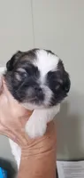 Leon, a male Pekingese for sale in Chattanooga, TN – 2 of 5