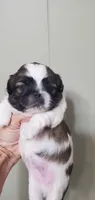 Leon, a male Pekingese for sale in Chattanooga, TN – 3 of 5