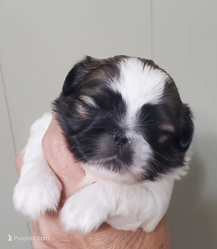 Leon – Pekingese puppy for sale in Chattanooga, TN