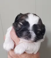 Leon, a male Pekingese for sale in Chattanooga, TN – 1 of 5