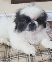 Bandito, a male Pekingese for sale in Chattanooga, TN – 3 of 10