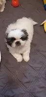 Bandito, a male Pekingese for sale in Chattanooga, TN – 4 of 8