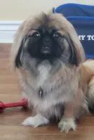 Leon, a male Pekingese for sale in Chattanooga, TN – 10 of 10