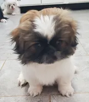 Leon, a male Pekingese for sale in Chattanooga, TN – 2 of 10