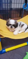 Bandit , a male Pekingese for sale in Chattanooga, TN – 9 of 9