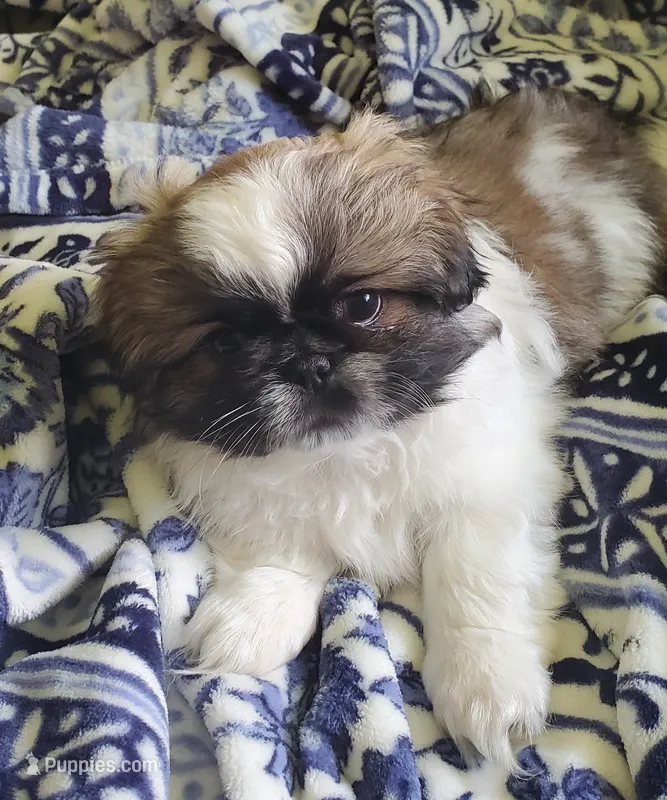 Leon – Pekingese puppy for sale in Chattanooga, TN