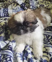 Leon, a male Pekingese for sale in Chattanooga, TN – 4 of 10