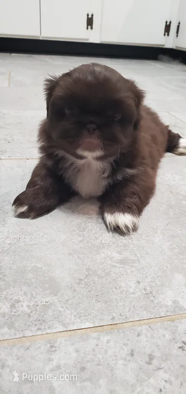 Lionel – Pekingese puppy for sale in Chattanooga, TN