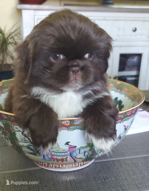 Lionel – Pekingese puppy for sale in Chattanooga, TN
