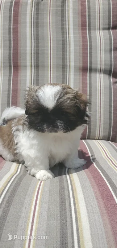 Leon – Pekingese puppy for sale in Chattanooga, TN