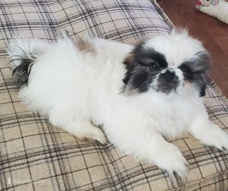 Bandito – Pekingese puppy for sale in Chattanooga, TN