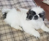 Bandito, a male Pekingese for sale in Chattanooga, TN – 4 of 10