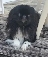 Leonard, a male Pekingese for sale in Chattanooga, TN – 7 of 8