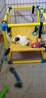Bandito, a male Pekingese for sale in Chattanooga, TN – 6 of 8