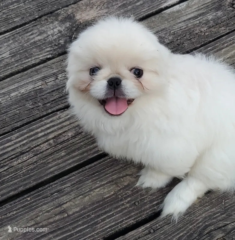 Leonard – Pekingese puppy for sale in Chattanooga, TN