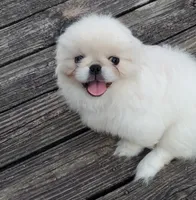 Leonard, a male Pekingese for sale in Chattanooga, TN – 1 of 8