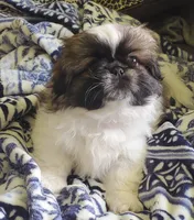 Leon, a male Pekingese for sale in Chattanooga, TN – 3 of 10