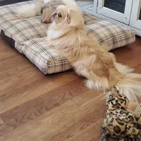 Oliver Jr., a male Pekingese for sale in Chattanooga, TN – Photo 5 of 9